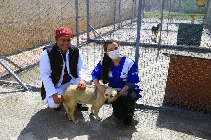 ‘Öznur’ köpek hayata tutundu G1