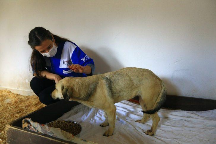 ‘Öznur’ köpek hayata tutundu G3