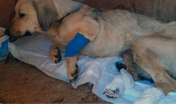 ‘Öznur’ köpek hayata tutundu G4