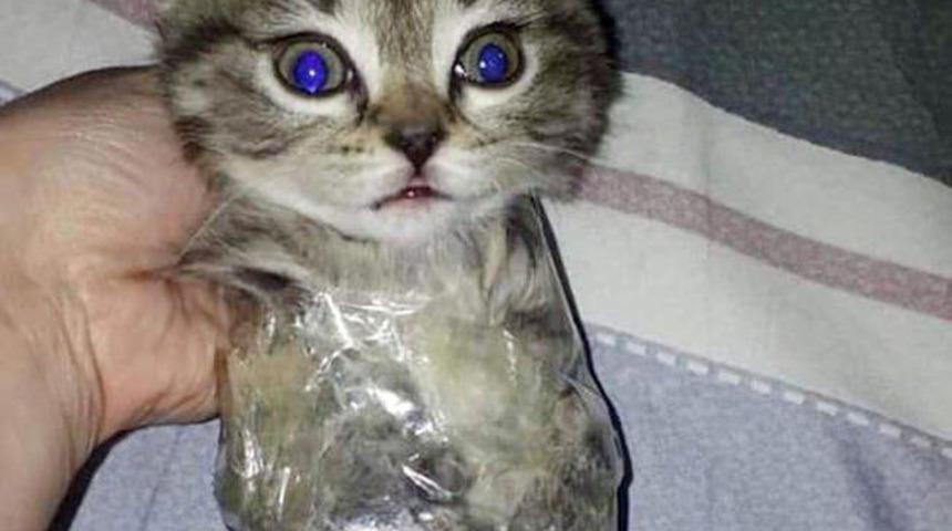 Yavru kedisini streç filme sarıp fotoğrafını paylaşan kişi tutuklandı!