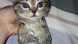 Yavru kedisini streç filme sarıp fotoğrafını paylaşan kişi tutuklandı!