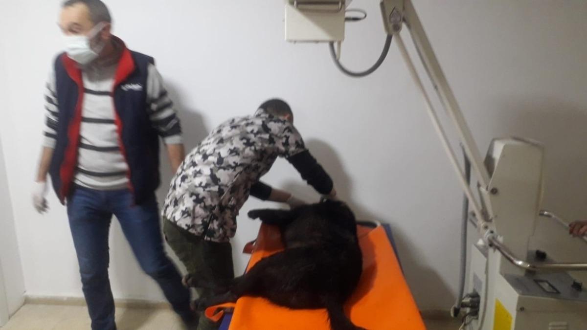 Otomobil &ccedil;arptığı k&ouml;pek tedavi altına alındı