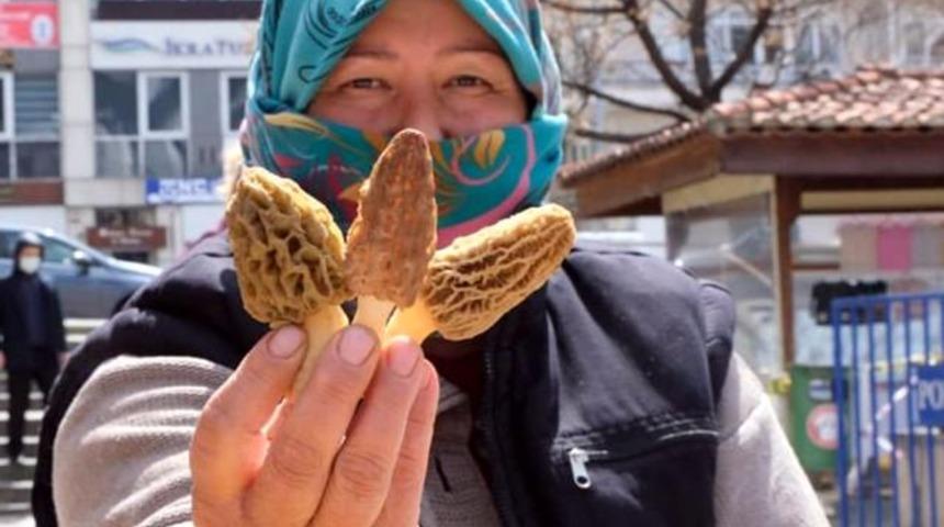 Kuzugöbeğinin fiyatı altınla yarışıyor