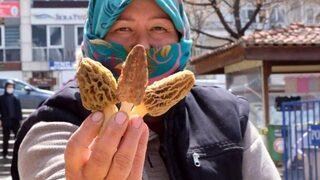 Kuzugöbeğinin fiyatı altınla yarışıyor