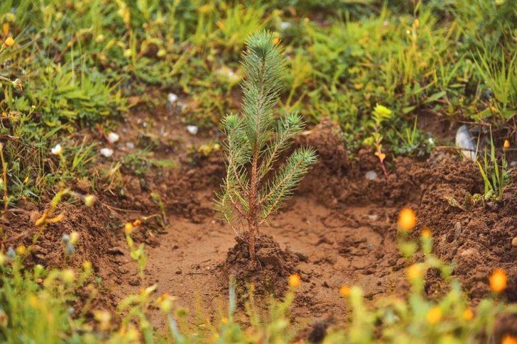İncirliova Belediyesi 400 fidanı toprakla buluşturdu G4