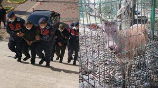 Hayvanat bahçesinden çaldığı alageyiği vuran kişiye 61 bin lira ceza