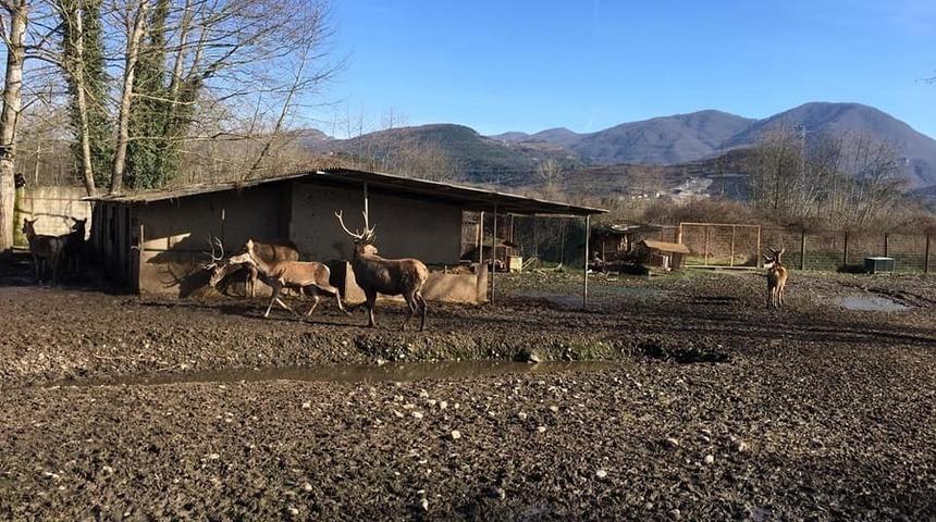 Ala geyiği hayvanat bah&ccedil;esinden &ccedil;alıp &ouml;ld&uuml;rm&uuml;şlerdi, rekor ceza kesildi