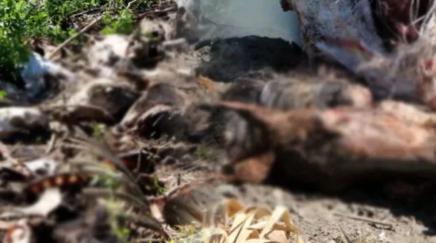 Dere yatağında çok sayıda at ve eşek kafasıyla kemikler bulunmuştu! Valilik'ten açıklama