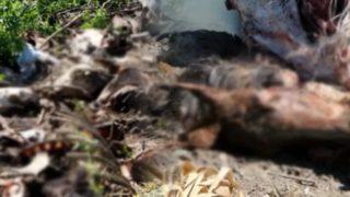 Dere yatağında çok sayıda at ve eşek kafasıyla kemikler bulunmuştu! Valilik'ten açıklama