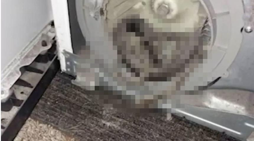 Kurutma makinesinden gelen tuhaf seslerin nedeni dehşete düşürdü! Motor kapağı açıldığında...