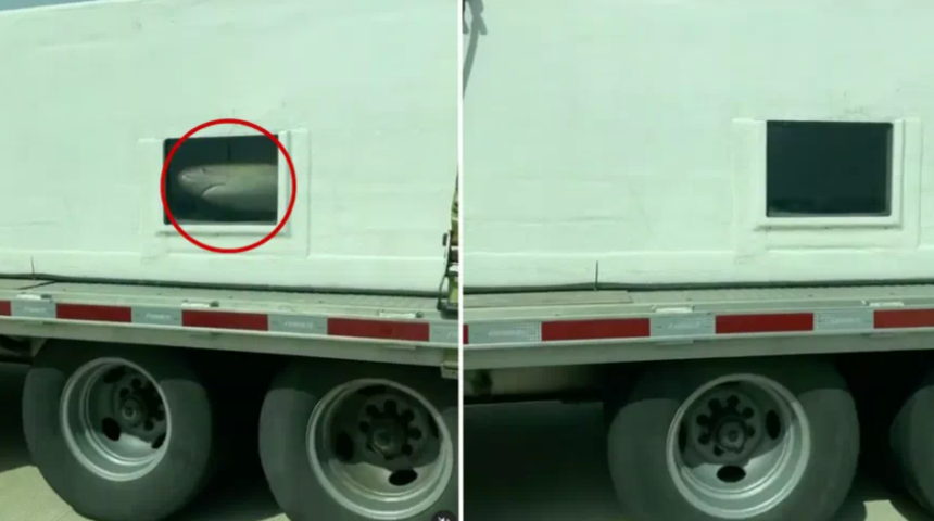 Daha neler göreceğiz? Köpek balıklarının kamyon arkasındaki yolculuğu 'yok artık' dedirtti