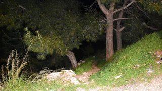 İzmir'de dehşete düşüren olay! Ormanlık alanda kafatası ve kaburga bulundu