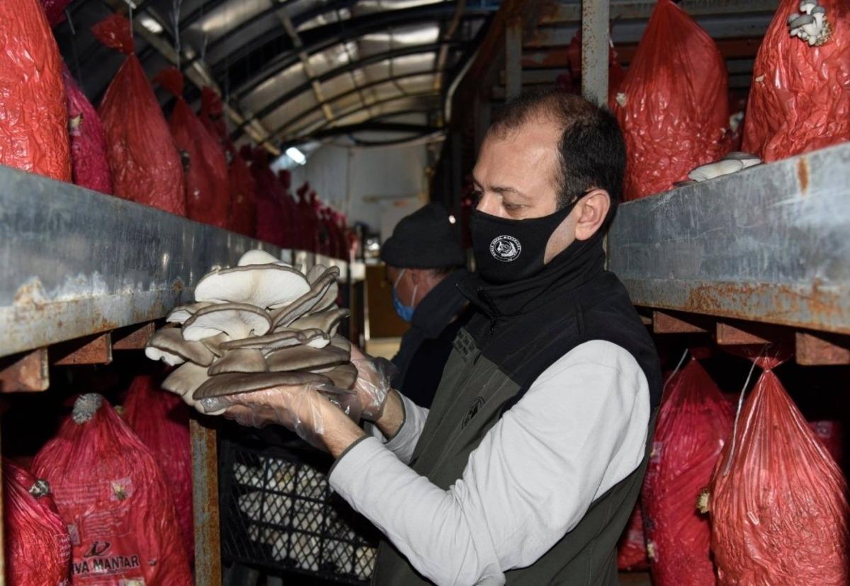 İstiridye mantarı orman k&ouml;yl&uuml;s&uuml;n&uuml;n gelir kapısı oldu