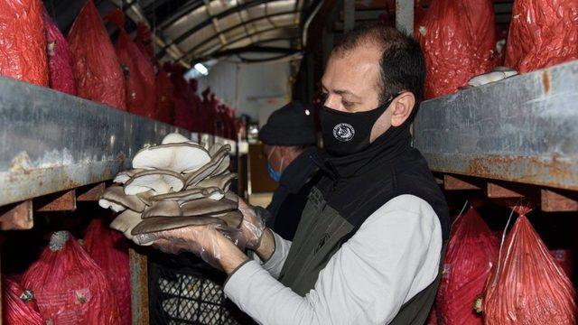 İstiridye mantarı orman köylüsünün gelir kapısı oldu