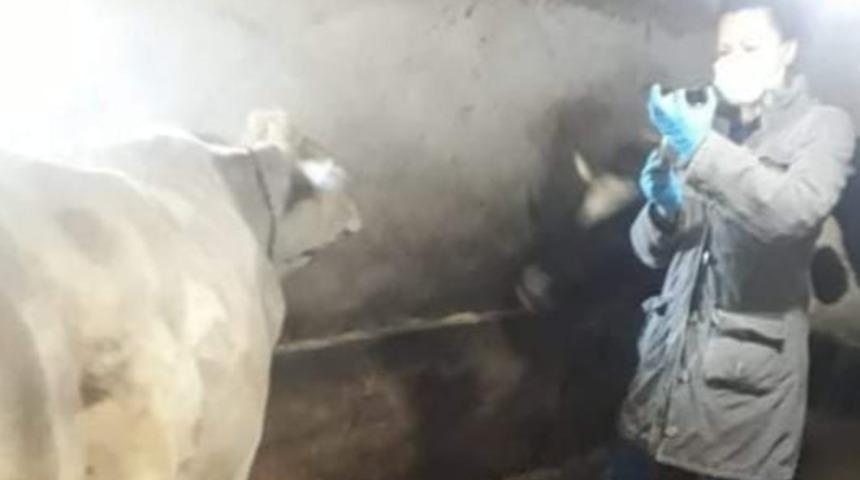 Aslanapa&rsquo;da &rsquo;&rsquo;Şap&rsquo;&rsquo; aşısı ve buzağı k&uuml;peleme &ccedil;alışmaları