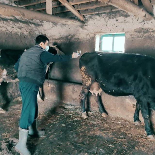 Günyüzü’nde şap aşı çalışmalarına başlandı