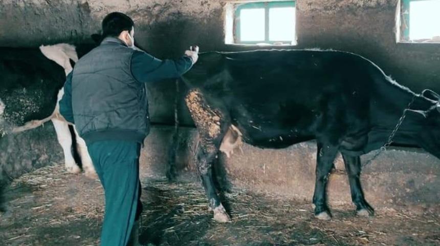 G&uuml;ny&uuml;z&uuml;&rsquo;nde şap aşı &ccedil;alışmalarına başlandı