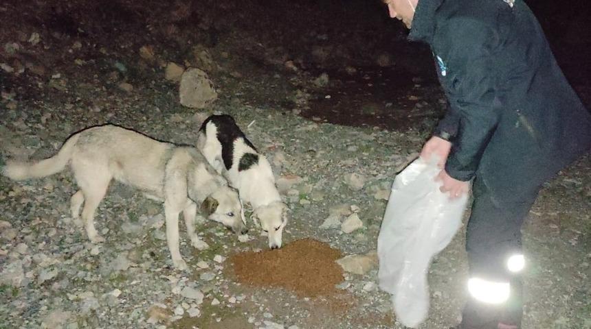 Gece yarısı sokak hayvanlarını elleriyle beslediler