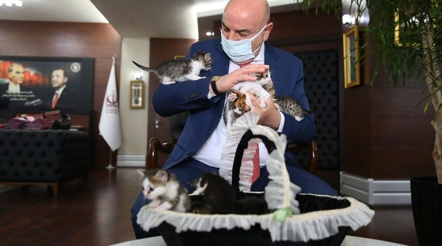 Ankara’daki 6 minik kedi yeni sahiplerini bekliyor