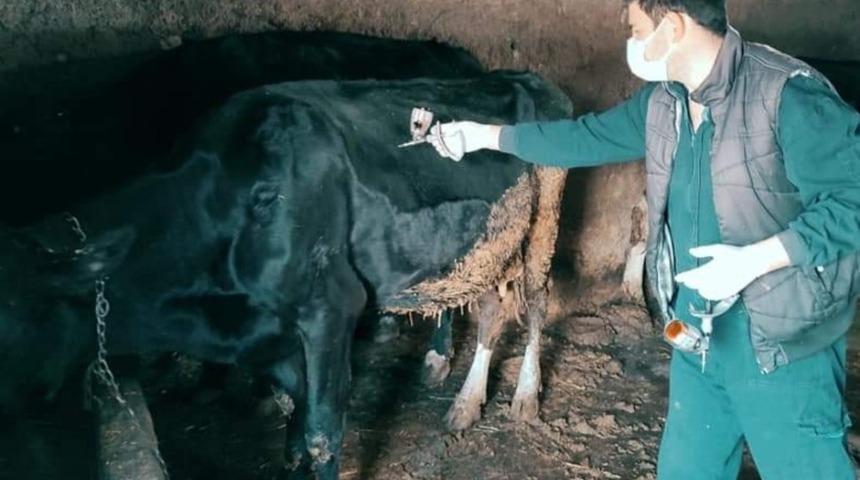 G&uuml;ny&uuml;z&uuml; il&ccedil;esinde LSD aşılaması başladı