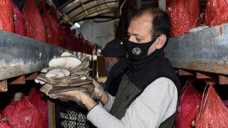 İstiridye mantarı orman köylüsünün gelir kapısı oldu