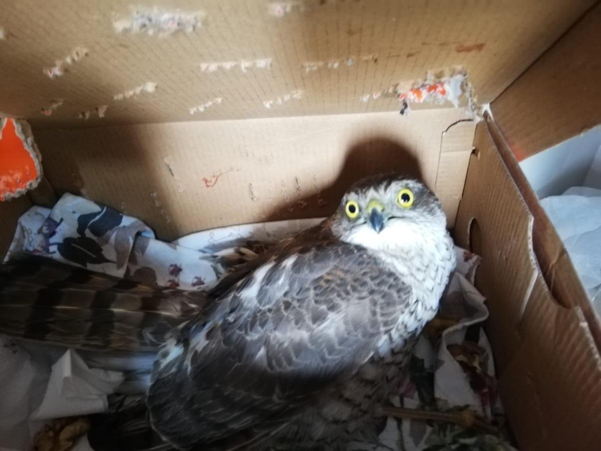 Bah&ccedil;e bulunan yaralı şahin tedavi altına alındı