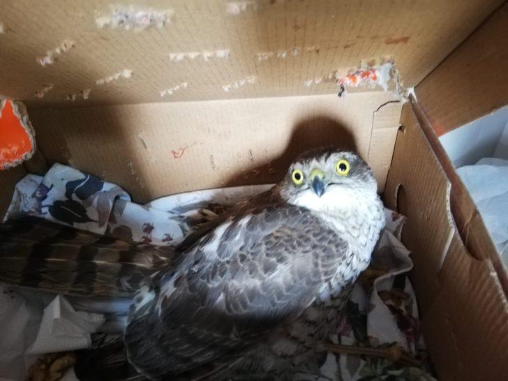 Bahçe bulunan yaralı şahin tedavi altına alındı G1