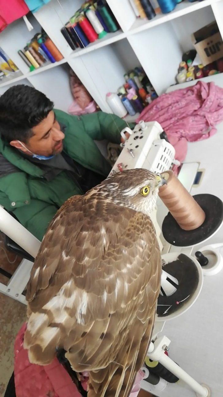 Bahçe bulunan yaralı şahin tedavi altına alındı G3