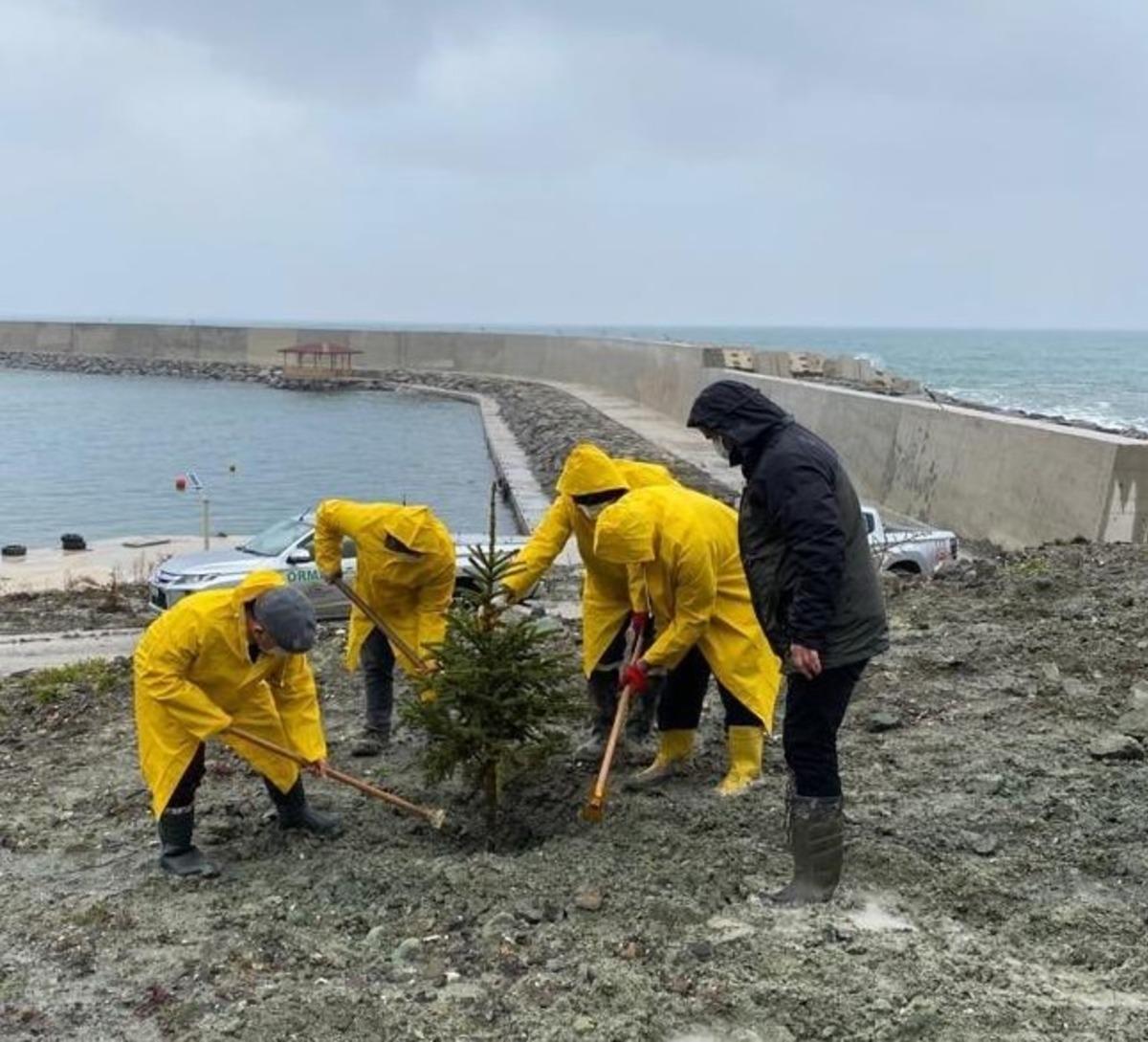 Cide&rsquo;de fidanlar toprakla buluşturuldu