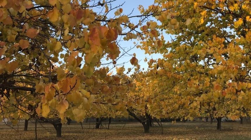 Meteorolojiden Iğdır için ’zirai don’ uyarısı