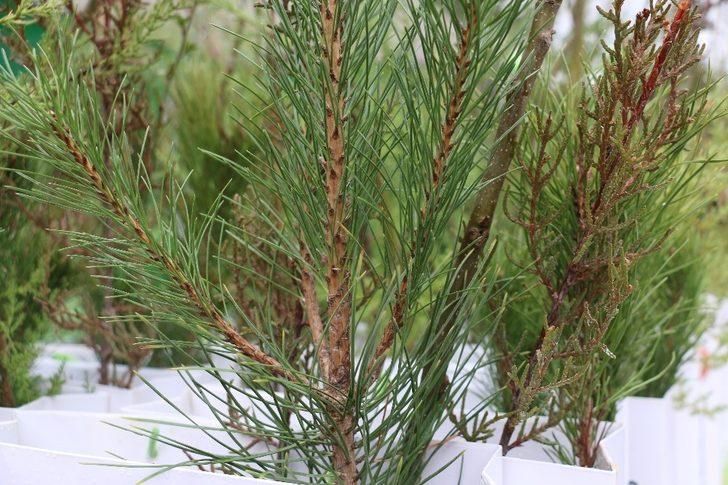 Elazığ’da vatandaşlara 5 bin adet ücretsiz fidan dağıtıldı G3