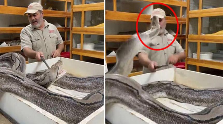 Dehşet anları: Dev piton yüzüne saldırdı! 