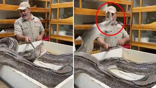 Dehşet anları: Dev piton yüzüne saldırdı! 