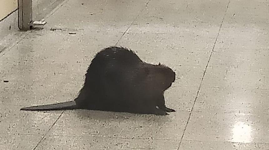 Beklenmedik ziyaretçi, Kanada'da metronun kapanmasına neden oldu