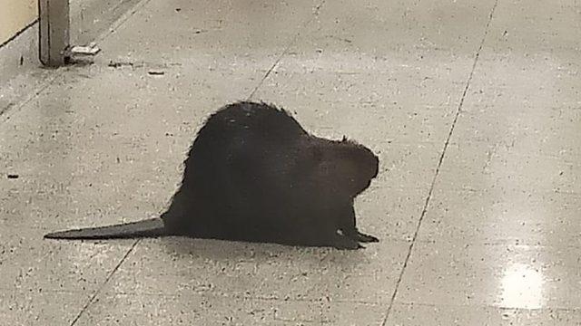 Beklenmedik ziyaretçi, Kanada'da metronun kapanmasına neden oldu