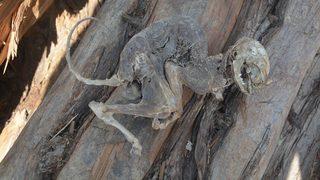 500 yıllık ağacın içinden hayvan iskeleti çıktı
