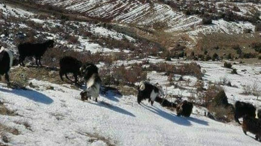 Küçükbaş hayvanlara uygulanan karantina kararı kaldırıldı