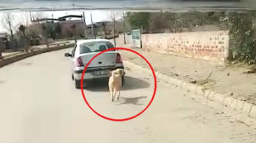 Köpeği iple çeken sürücü: Hayvana eziyet etmedik