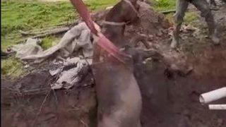 Foseptiğe düşen yarış atını itfaiye kurtardı