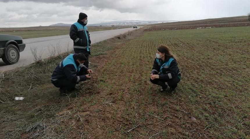 Hububat ekili alanlarda mevsimsel hastalık kontrolleri