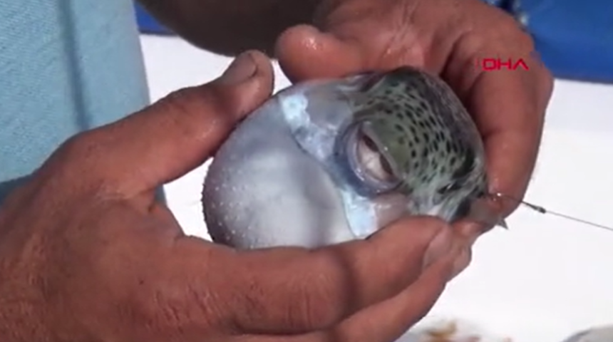 Zehri siyanürden 1200 kat daha güçlü! Kanada balon balığının peşine düştü