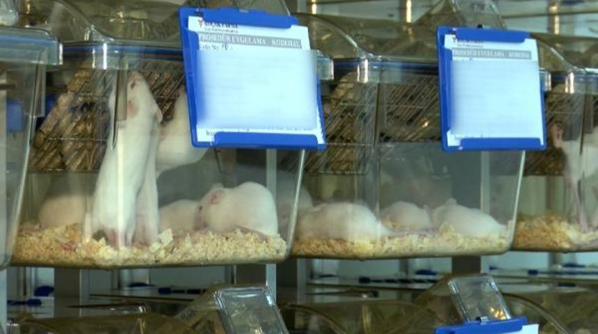 Varyant virüste korkutan 'fare' detayı! 'İmkansız hale gelebilir'