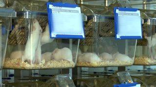 Varyant virüste korkutan 'fare' detayı! 'İmkansız hale gelebilir'