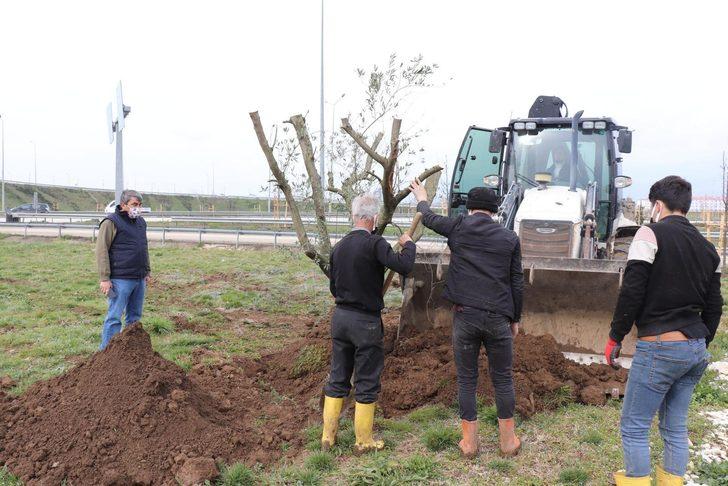 Düzce’de bir yılda binlerce ağaç dikildi G1