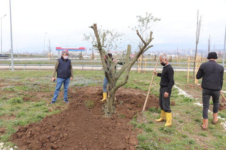Düzce’de bir yılda binlerce ağaç dikildi G3