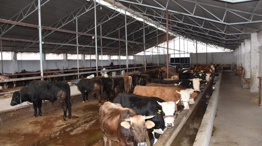 Ordu’da ahırlar yenileniyor