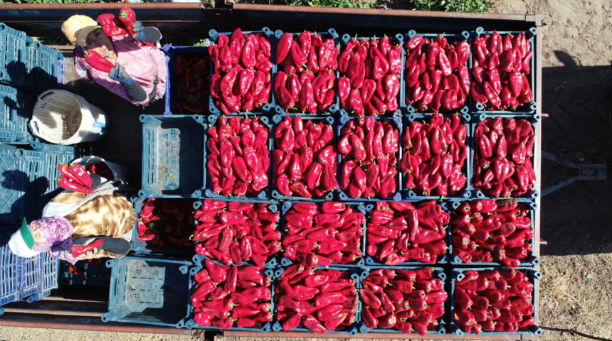 Türkiye'de ilk sırada! Yenice kapya biberi tescillendi 