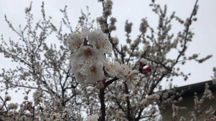 Çiçek açan kayısı ağaçları donma tehlikesi altında G1