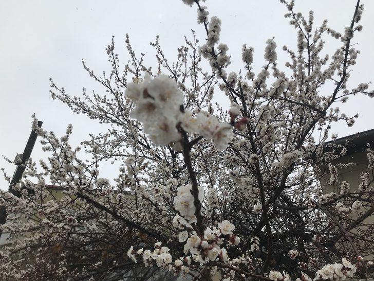 Çiçek açan kayısı ağaçları donma tehlikesi altında G2