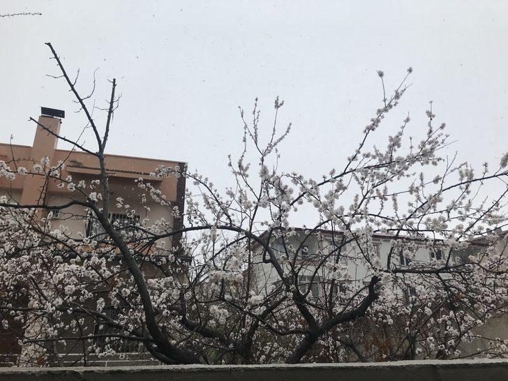 Çiçek açan kayısı ağaçları donma tehlikesi altında G3